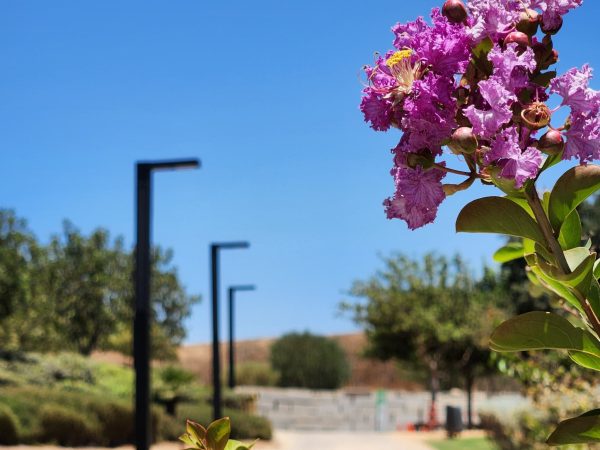 ⁦עמוד תאורה סולארי - דגם "אריאל שרון"⁩ – תמונה ⁦8⁩